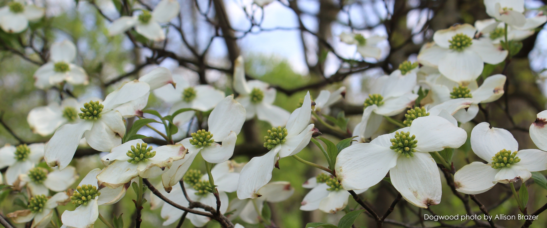 Dogwood Tree